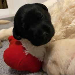 Labrador Retriever Puppies from Tobyan Labradors