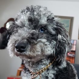 Mister - Poodle