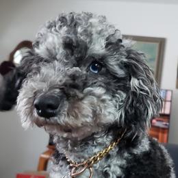 Mister - Poodle