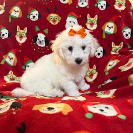 Orange Tag - White and buff male Bichon Frise puppy in Bay Saint Louis, Mississippi from Laurent’s Bichon Frise Puppies
