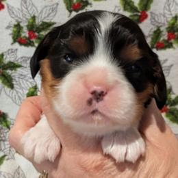 Miss Jane AKC - Tri-color female Cavalier King Charles Spaniel puppy in Placerville, California from Quartz Mountain Doodles
