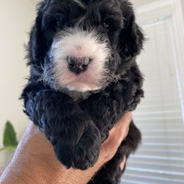 Bernedoodle Puppies from Better Day Bernedoodles
