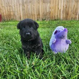Purple collar - Black and tan female German Shepherd puppy in Ramsey, Illinois from Haus-Farr German Shepherds