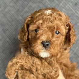 Cavapoos from My Teddy Cavadoodles