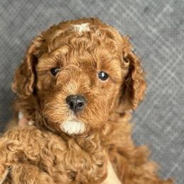 Cavapoos from My Teddy Cavadoodles
