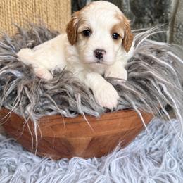 Benny - Blenheim male Cavapoo puppy in Natural Bridge, Virginia from Padgetts Hill Puppies