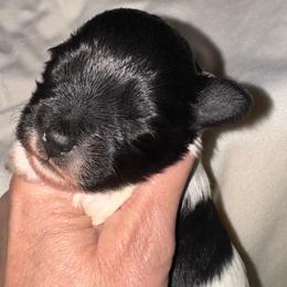 Black parti boy 2 - Parti male Miniature Schnauzer puppy in Pflugerville, Texas from K&K Precious Tx schnauzers
