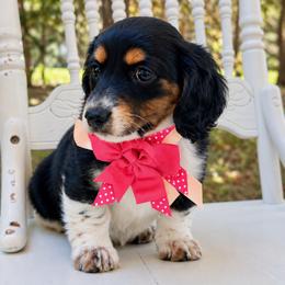 Buttercup 2800 - Piebald female Dachshund puppy in Hendersonville, North Carolina from Snarky Doxy Miniature Dachshunds