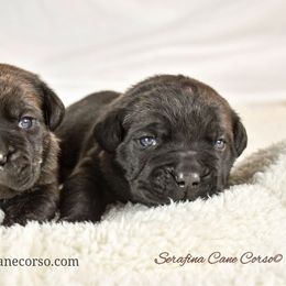 Cane Corso Puppies from Serafina Cane Corso