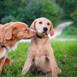 Labrador Retriever Puppies from Cheri Lewitzke