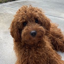 Sake - Goldendoodle