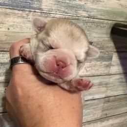 Navy (blue) - Cream male Pug puppy in Hereford, Arizona from Broken Road Ranch Pugs