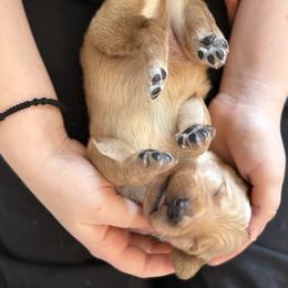 Golden Retriever Puppies from Roepke Golden Retrievers