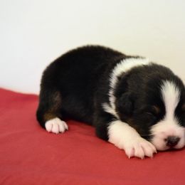 Australian Shepherd Puppies from Clay Ridge Australian Shepherds