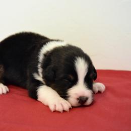 Australian Shepherd Puppies from Clay Ridge Australian Shepherds