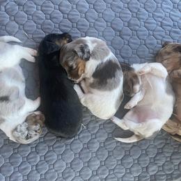 Dachshund Puppies from Tweenie Weenie Dachshunds
