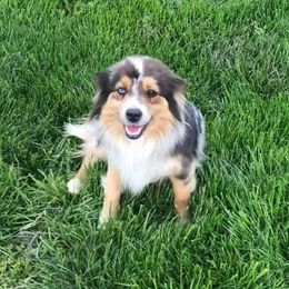 Jolene - Miniature Australian Shepherd