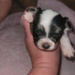 Girl 2 - White black and tan female Papillon puppy in Florida from Tammy's Papillon Playpen