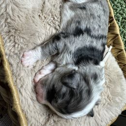 Biscuit - Blue merle male Aussiedoodle puppy in York, Pennsylvania from Loving Puppy Paws Kennel