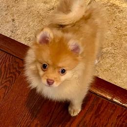 Remi - Orange sable female Pomeranian puppy in Bentonville, Arkansas from Hummingbird & Fox