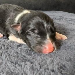 Pikachu - Black tri-color male Australian Shepherd puppy in Chaplin, Connecticut from Mystic Moon
