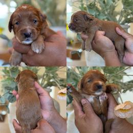 Picasso - Red male Bernedoodle puppy in Yuciapa, California from AlltheDoodlez_