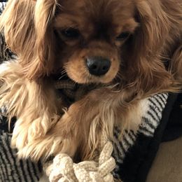 Cavalier King Charles Spaniels, Cocker Spaniels, and Yorkshire Terriers from Diane's Pups