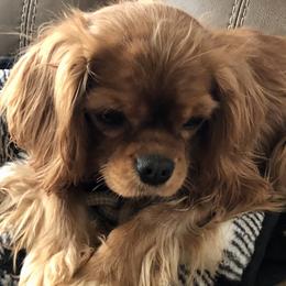 Cavalier King Charles Spaniels, Cocker Spaniels, and Yorkshire Terriers from Diane's Pups