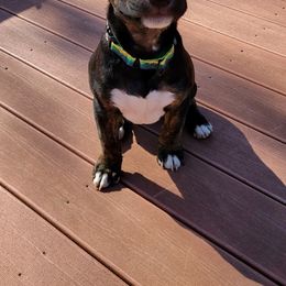 Bull Terrier Puppies from Elite Bull terriers