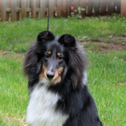 Shetland Sheepdogs from Fairbrook Shelties