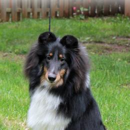 Shetland Sheepdogs from Fairbrook Shelties