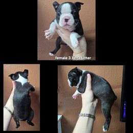 Girl 3 - Black and white female Boston Terrier puppy in Denver, Colorado from Diamonds In The Ruff Boston Terriers
