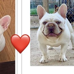 French Bulldogs from Linda's French Bulldogs