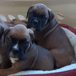 Boxers from Christian's Boxers