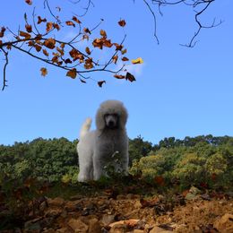 Poodle Puppies from D and D Standard Poodles