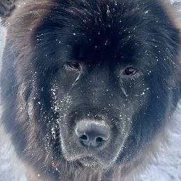 Iesha - Tibetan Mastiff