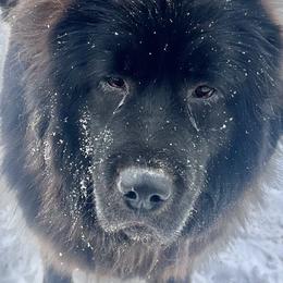 Iesha - Tibetan Mastiff