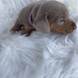 Dachshund Puppies from Dachshund Meadows