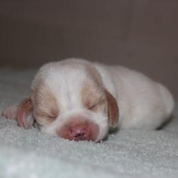 Pierce - Lemon and white male Beagle puppy in Morrill, Kansas from Kelle Beagles