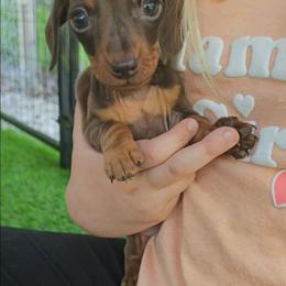 (Teeny) chocolate and tan male - Chocolate and tan male Dachshund puppy in Belle Rive, Illinois from Akin's Miniature Dachshunds, LLC