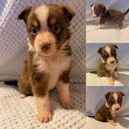 Red tri male - Red tri male Toy Australian Shepherd puppy in Brooker, Florida from Honey, I Shrunk the Aussies