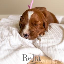 Reba - Red  female Goldendoodle puppy in Melba, Idaho from KZ Doodles