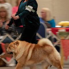 Chow Chow All Grown Up from Breeding