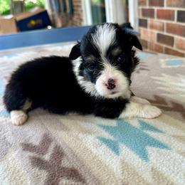 Gray Collar Boy Sage - Black and tan male Pembroke Welsh Corgi puppy in Paris, Kentucky from Flat Run Corgis