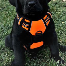 Labrador Retriever Puppies from True Labradors