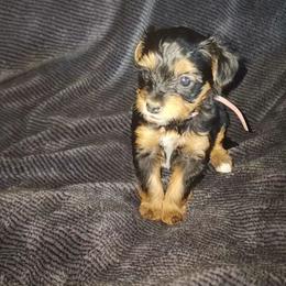 LUNA  (Raine) - Black and tan female Yorkipoo puppy in Palmdale, California from J Designer Puppies