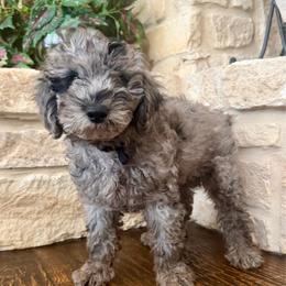 Cosmo - Blue merle male Aussiedoodle puppy in Midlothian, Texas from Gray Doodles