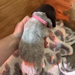 Java (Pink) - White and liver female German Shorthaired Pointer puppy in Westminster, Maryland from Mischieous Miss Daisy: GSP Puppies