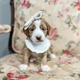 Faith - Red  female Goldendoodle puppy in Sulphur, Louisiana from Curly Q’s Of Carlyss