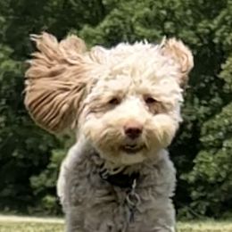 Goldendoodle All Grown Up from Scherrer Sweet Goldendoodles